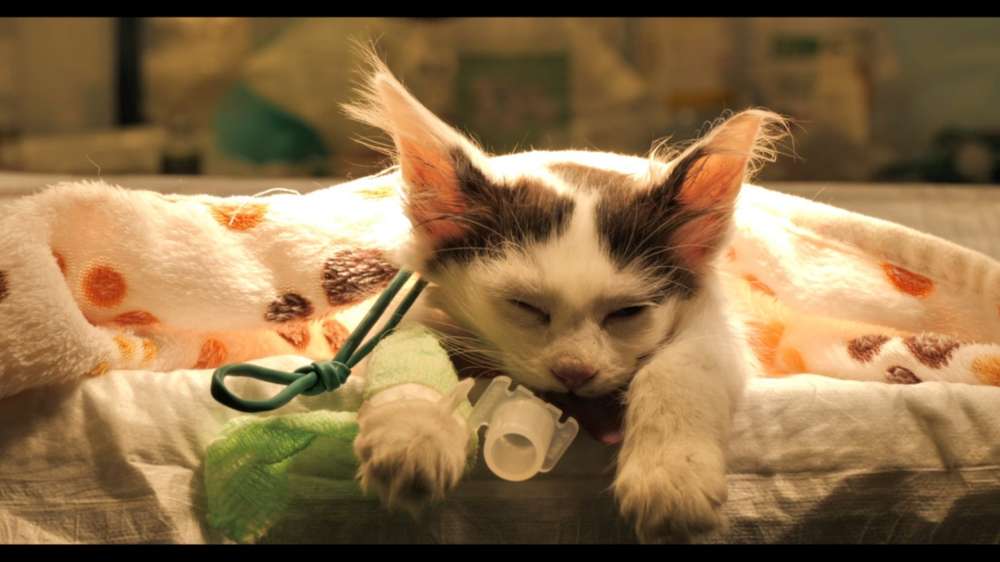 Altri animali