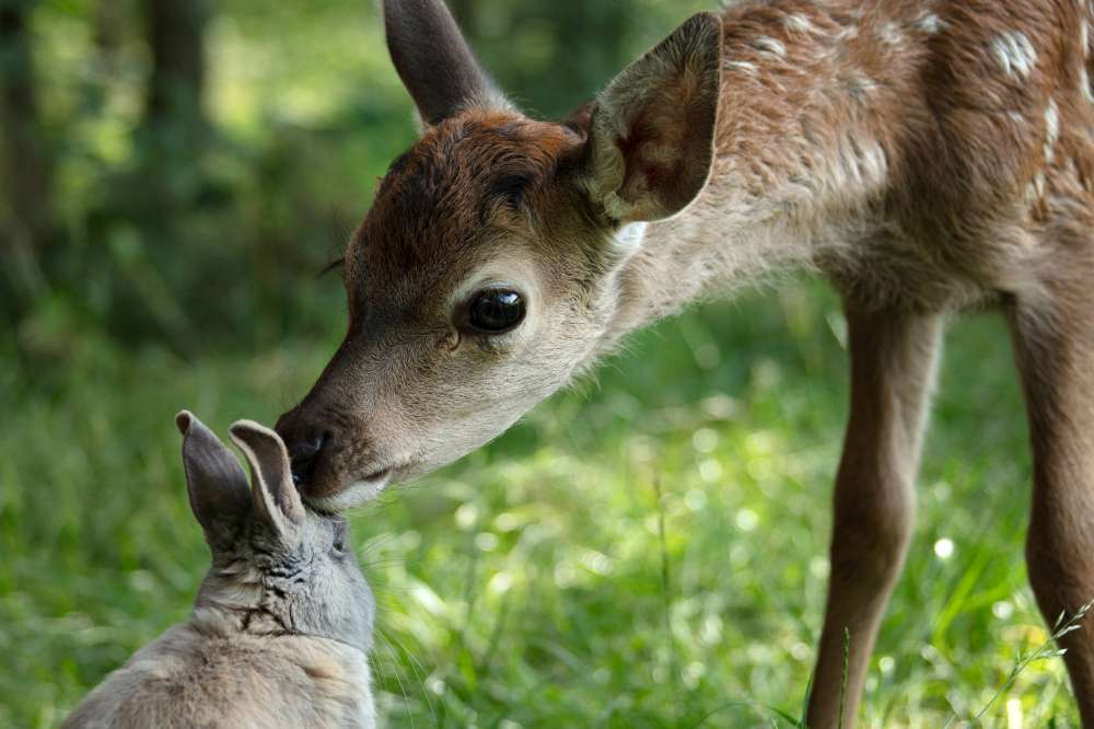 Bambi (Live action)