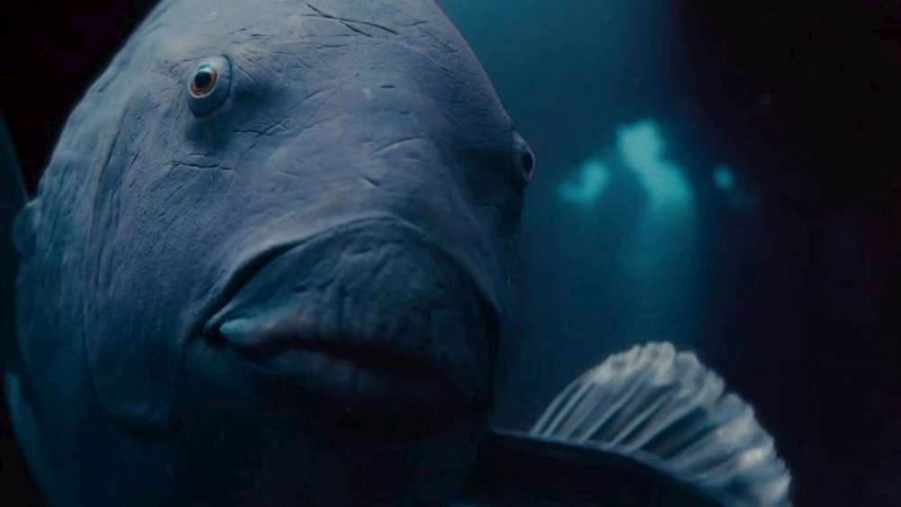 Blueback