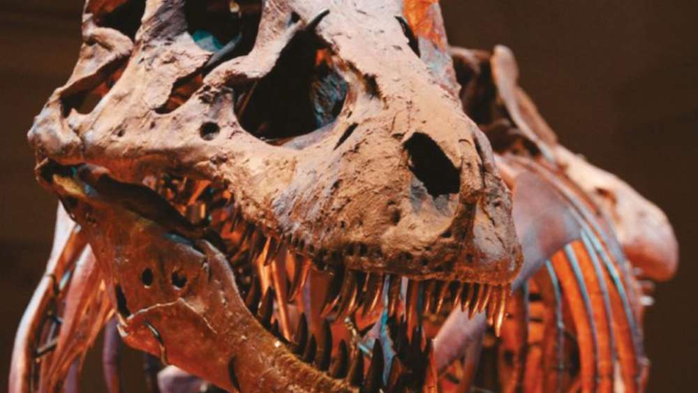 Dinosaurs - For Sale