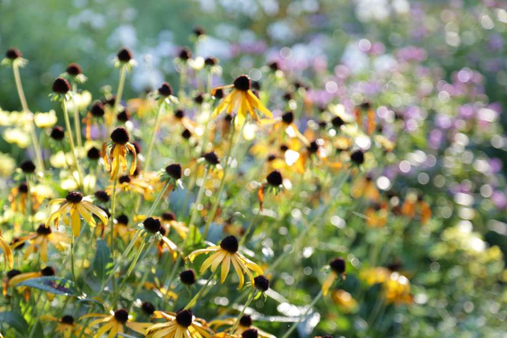 Il giardino degli artisti: l'impressionismo americano