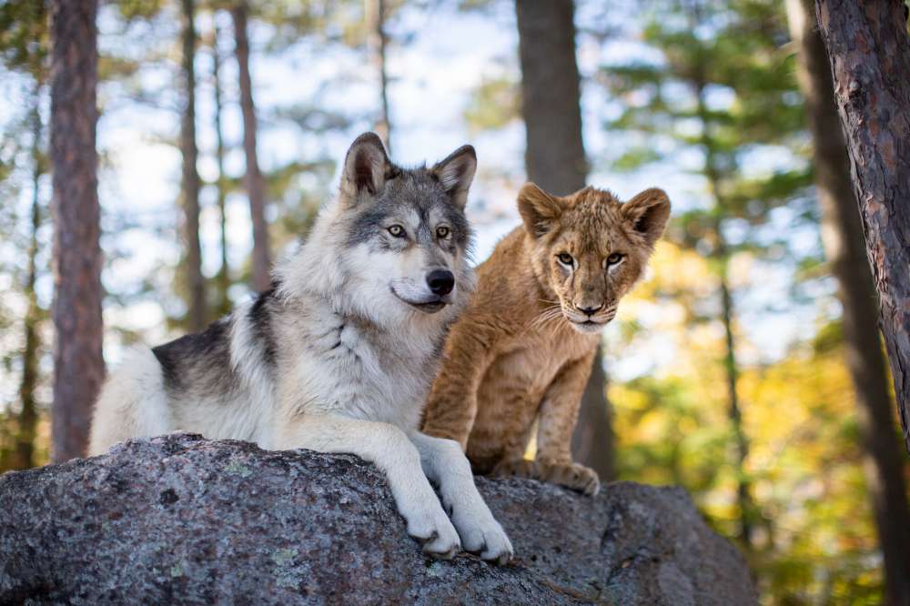 Il lupo e il leone