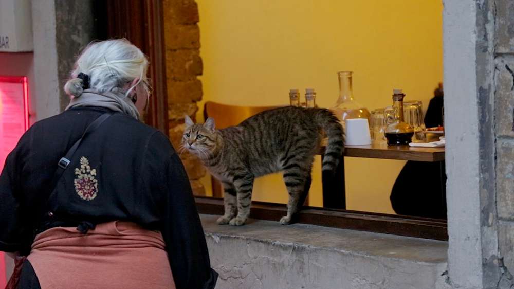 Kedi - La città dei gatti