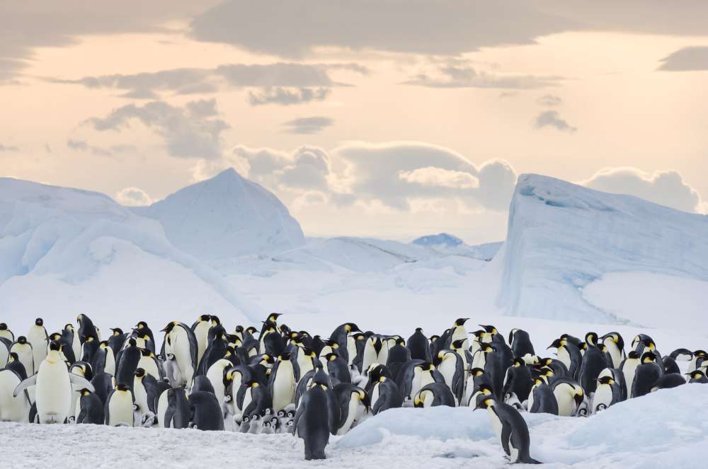 La marcia dei pinguini: il richiamo