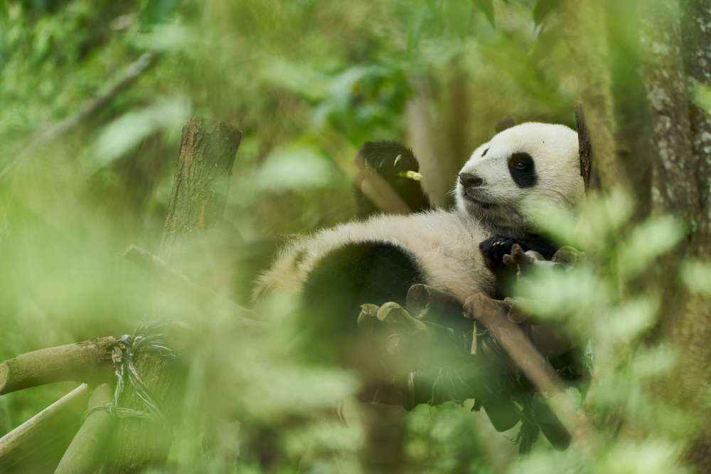 Moon il panda