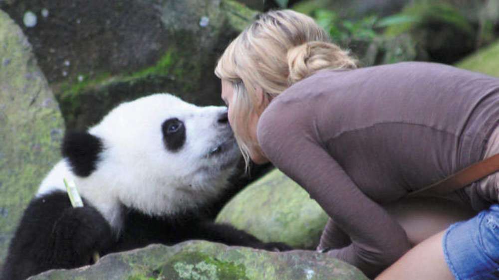 Sneezing Baby Panda il film
