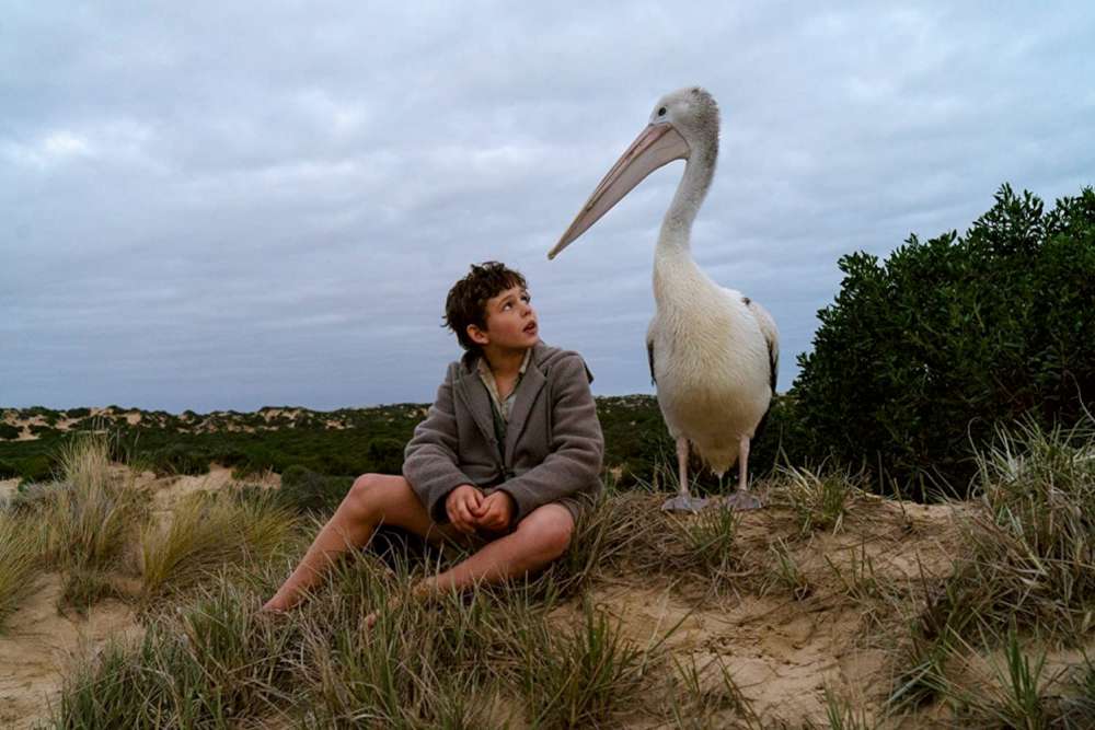 Storm Boy - Il ragazzo che sapeva volare